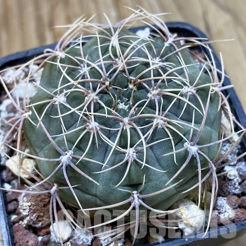 SH22852 Gymnocalycium baldianum VG 184