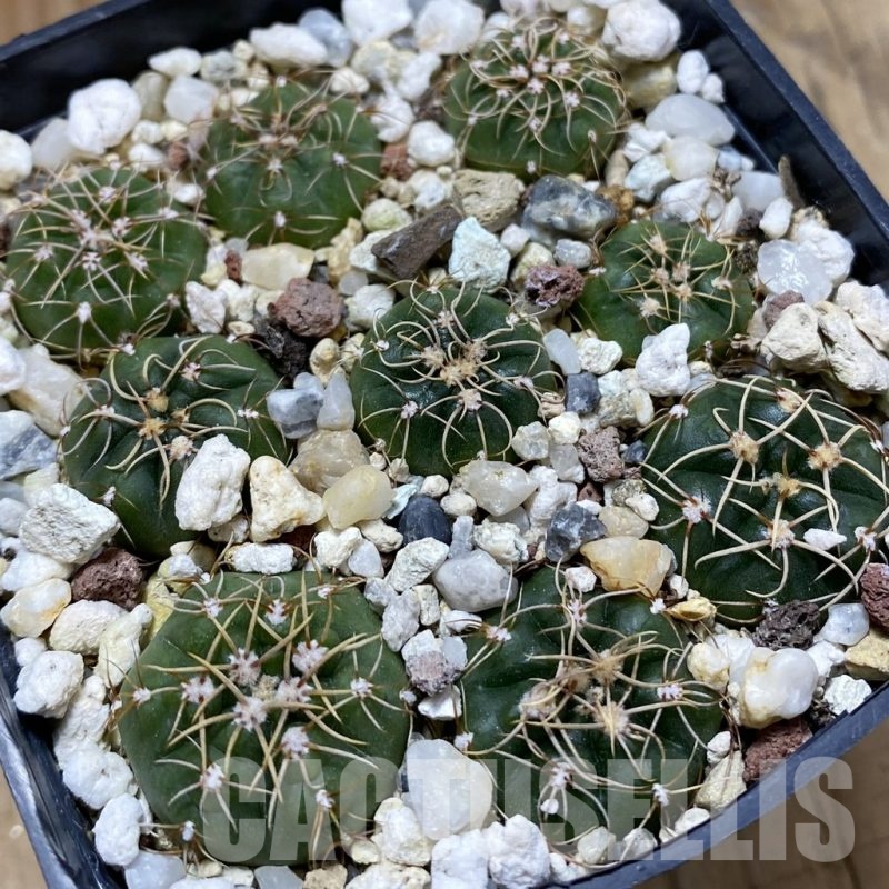 SH22853 Gymnocalycium uruguayense v. roseiflorum VG458