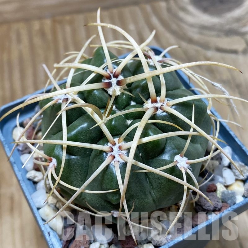 SH22854 Gymnocalycium monvillei
