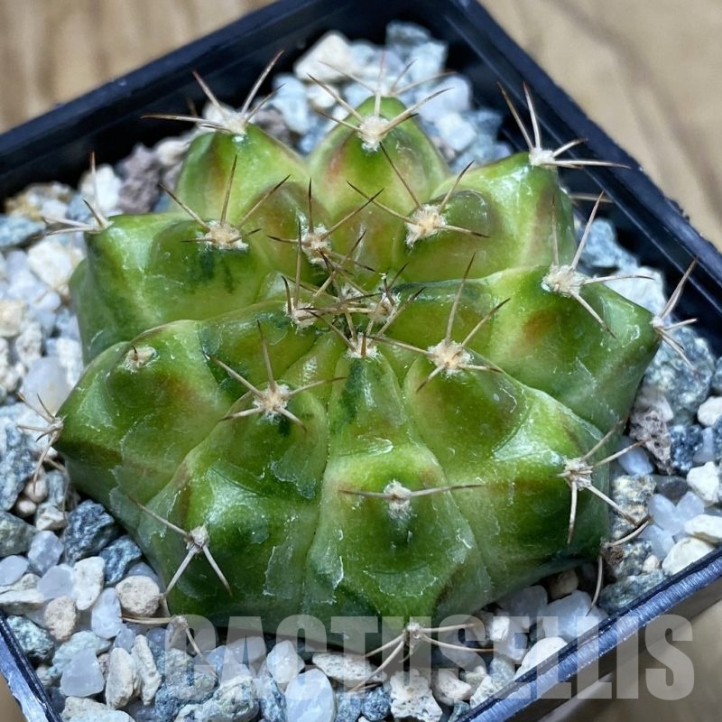 SH22855 Gymnocalycium mihanovichii ‘Neon’ hybrid