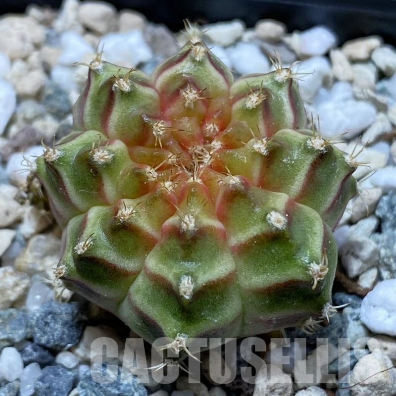 SH22856 Gymnocalycium mihanovichii ‘Neon’ hybrid