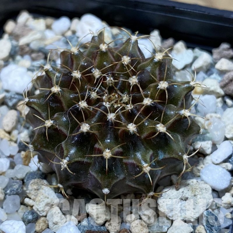SH22857 Gymnocalycium mihanovichii ‘Neon’ hybrid