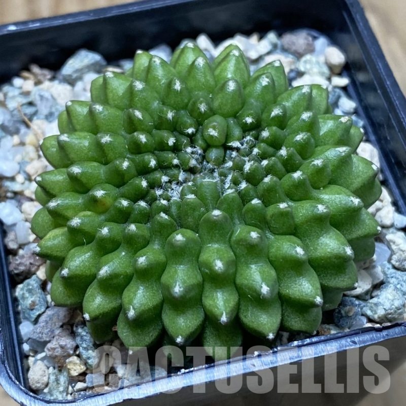 SH22858 Gymnocalycium mihanovichii ‘inermis’