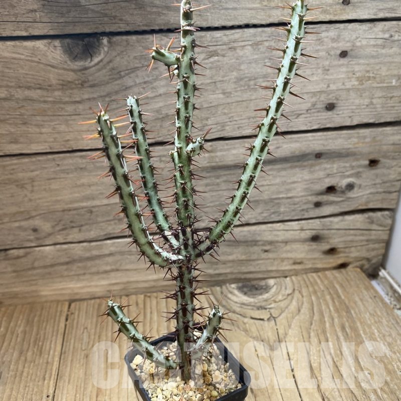 SH23025 Euphorbia aeruginosa