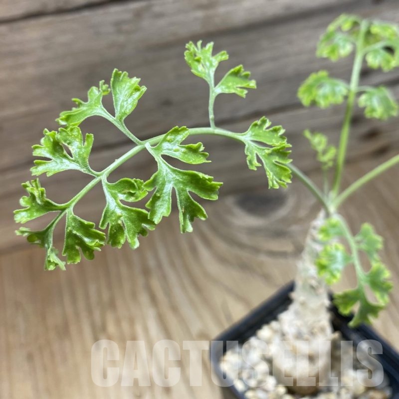 SH23026 Pelargonium crithmifolium