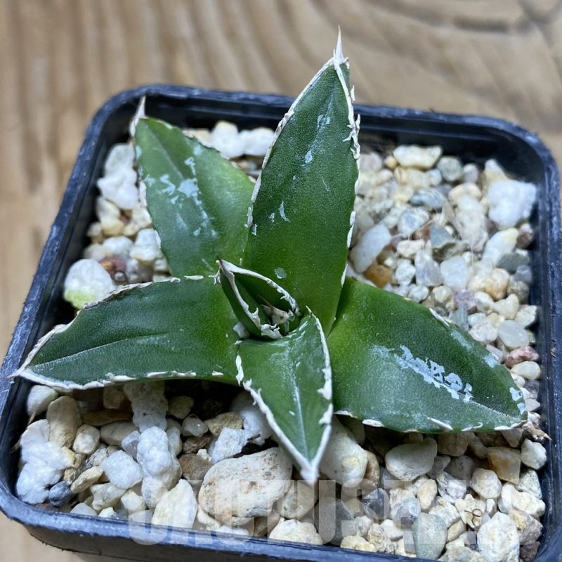 SH23027 Agave victoriae-reginae 'Himeson-no-yuki'