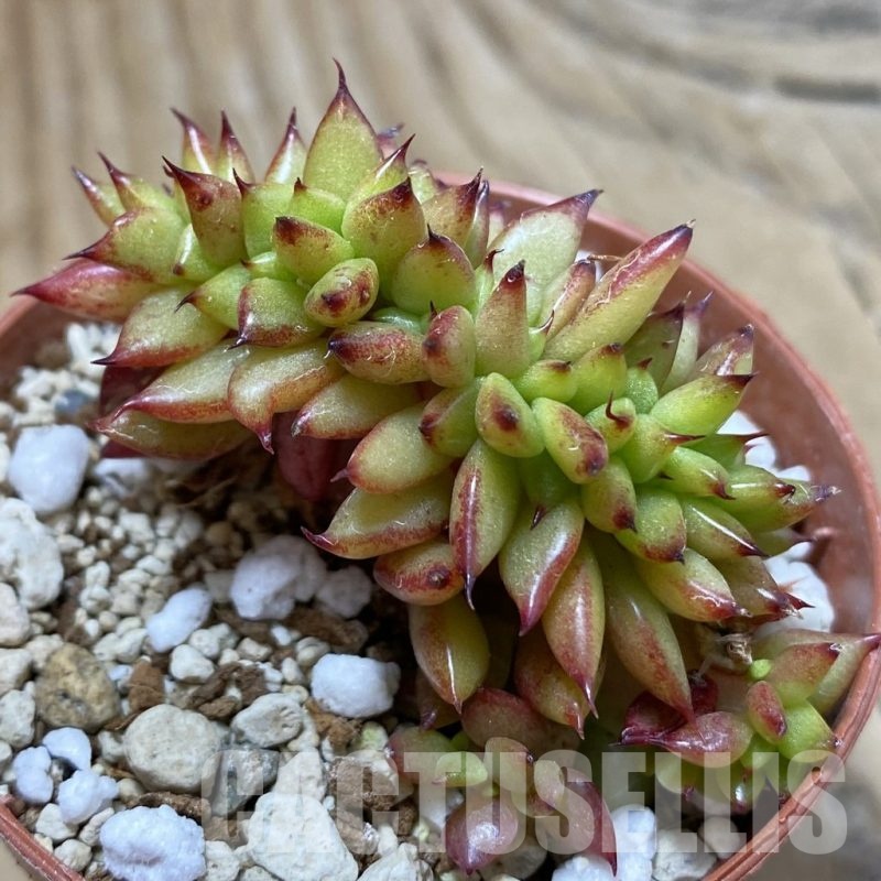 SH23028 Echeveria agavoides f. cristata