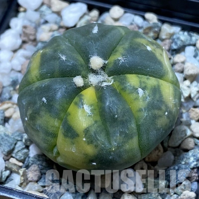SH23031 Astrophytum asterias f. variegata 7-ribs