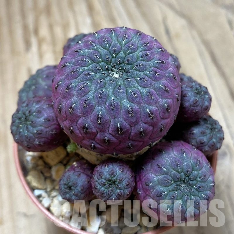 SH23032 Sulcorebutia rauschii