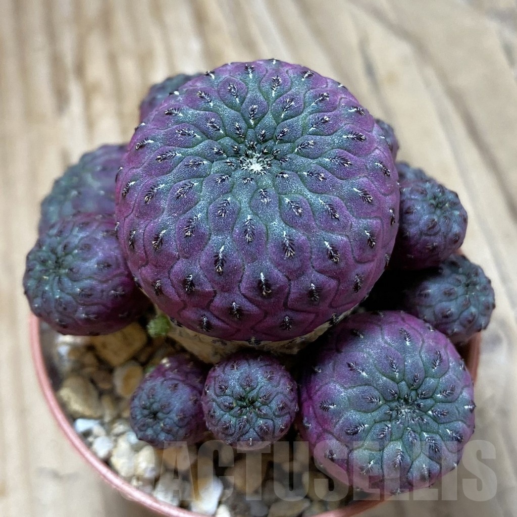 SH23032 Sulcorebutia rauschii