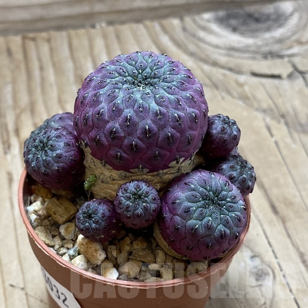 SH23032 Sulcorebutia rauschii - Image 2