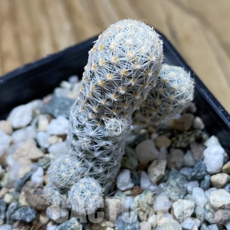 SH23034 Escobaria nellieae