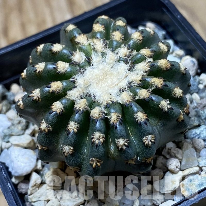 SH23036 Discocactus horstii