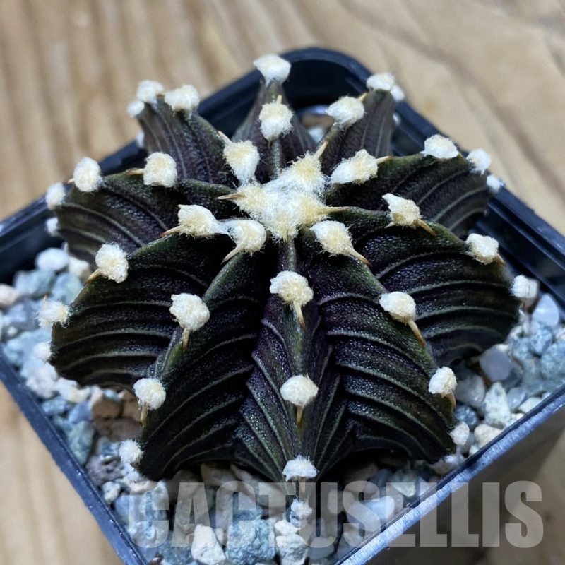 SH23037 Gymnocalycium friedrichii VOS1241