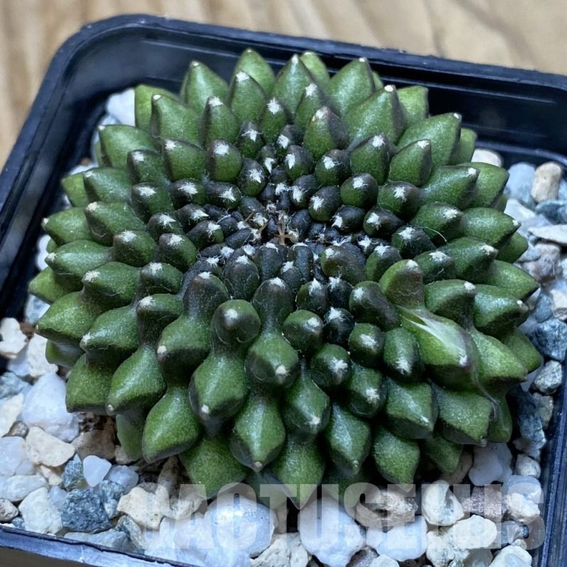 SH23038 Gymnocalycium mihanovichii ‘inermis’