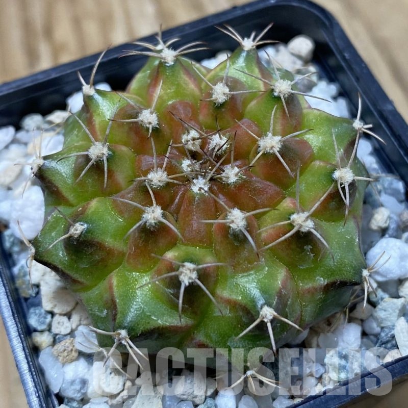 SH23039 Gymnocalycium mihanovichii ‘Neon’ hybrid
