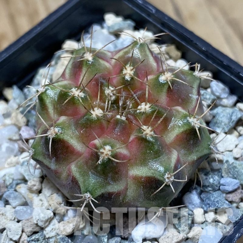 SH23040 Gymnocalycium mihanovichii ‘Neon’ hybrid