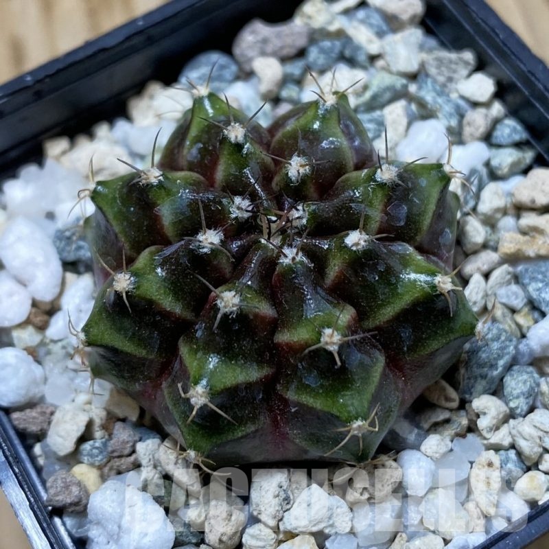SH23041 Gymnocalycium mihanovichii ‘Neon’ hybrid