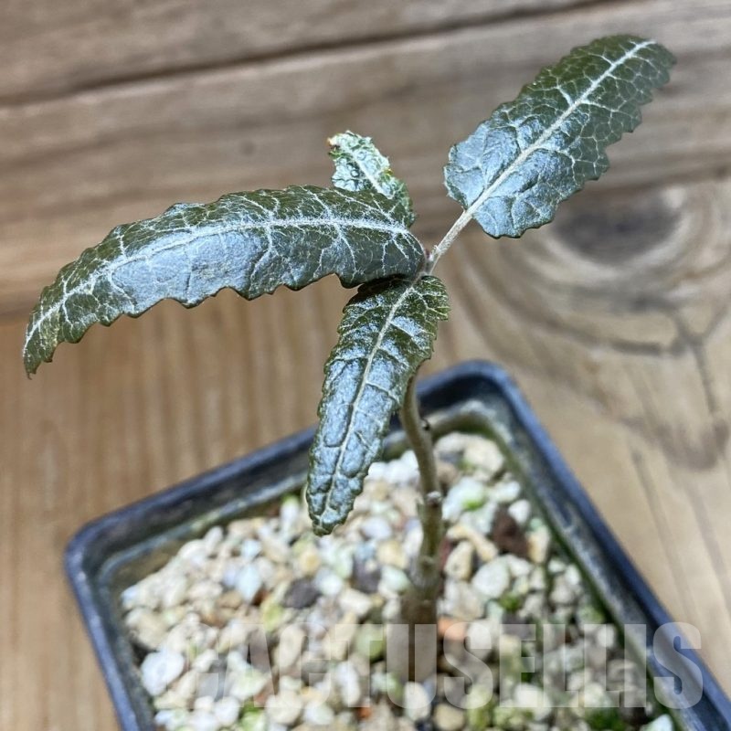 SH23222 Boswellia elongata