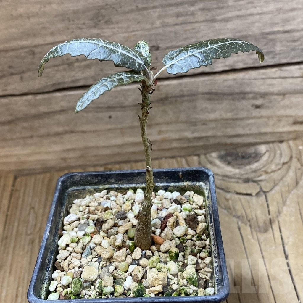 SH23222 Boswellia elongata - immagine 2