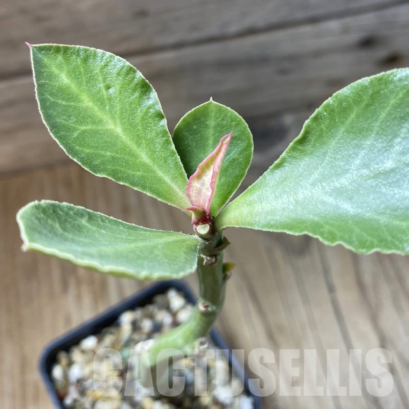 SH23223 Monadenium coccineum