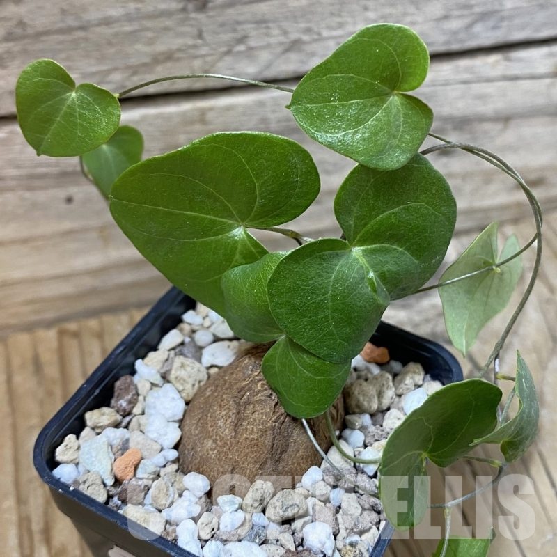 SH23224 Dioscorea elephantipes, seedling