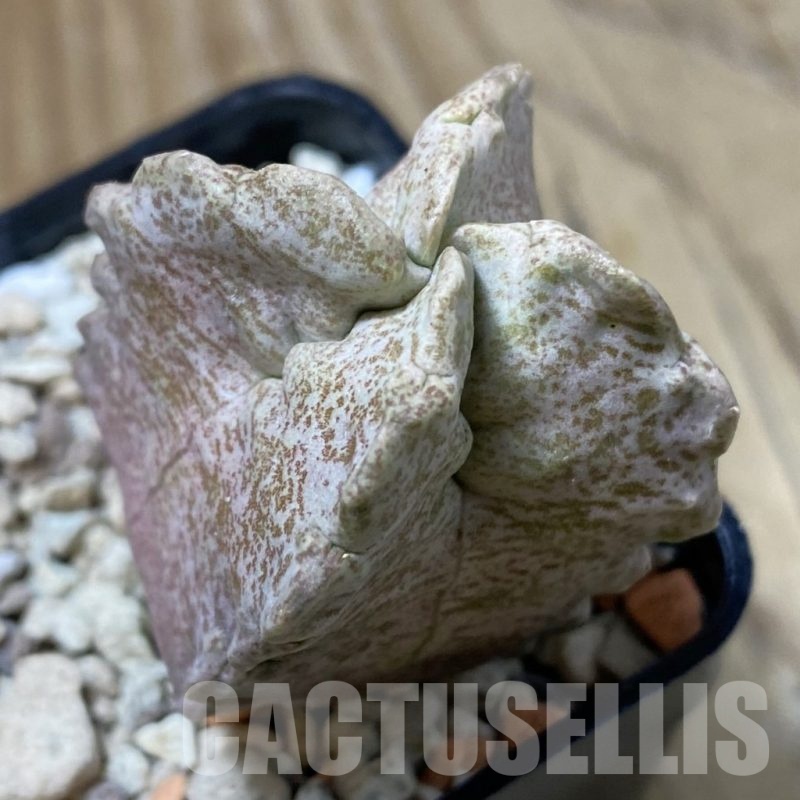 SH23192 Whitesloanea crassa