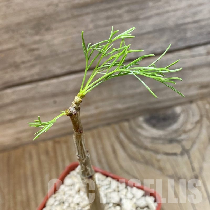 SH23225 Commiphora kraeuseliana