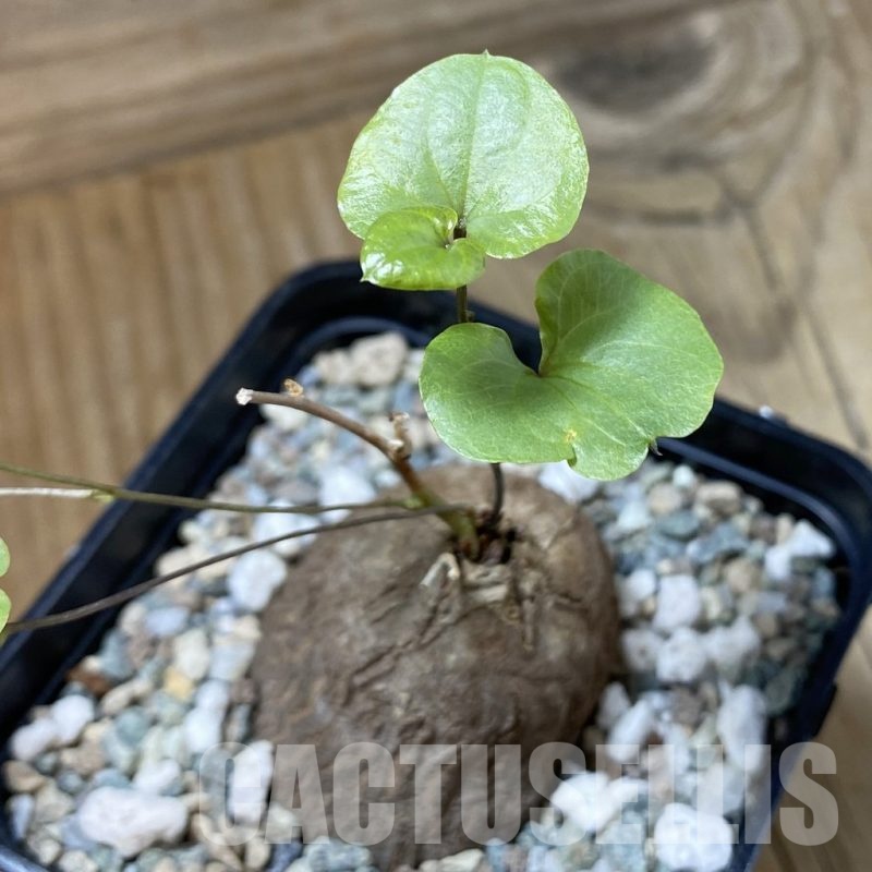 SH23226 Dioscorea sylvatica