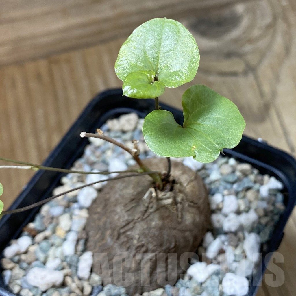 SH23226 Dioscorea sylvatica