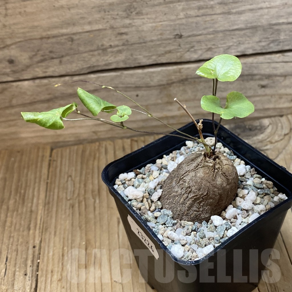 SH23226 Dioscorea sylvatica - Image 2