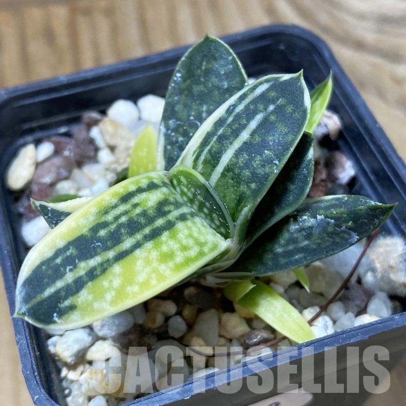 SH23228 Gasteria minima f. variegata