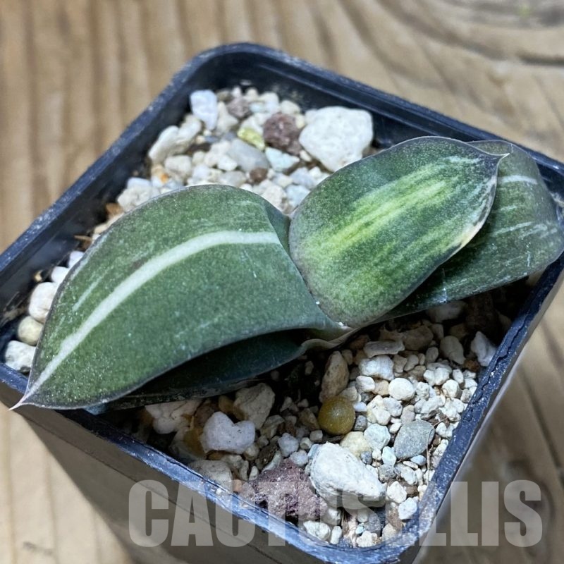 SH23229 Gasteria glauca hybrid f. variegata