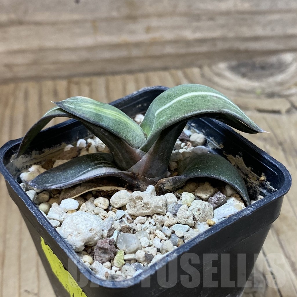 SH23229 Gasteria glauca hybrid f. variegata - Image 2