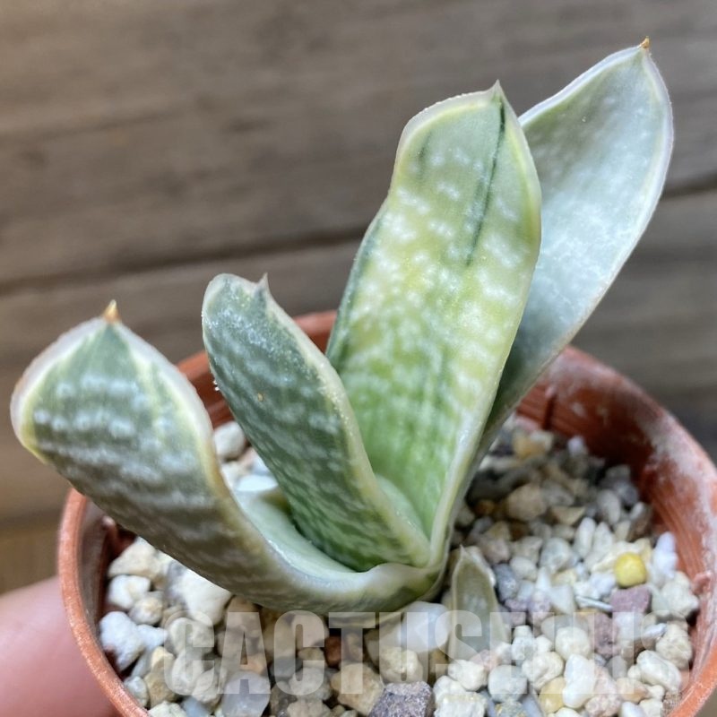 SH23230 Gasteria nigricans f. variegata