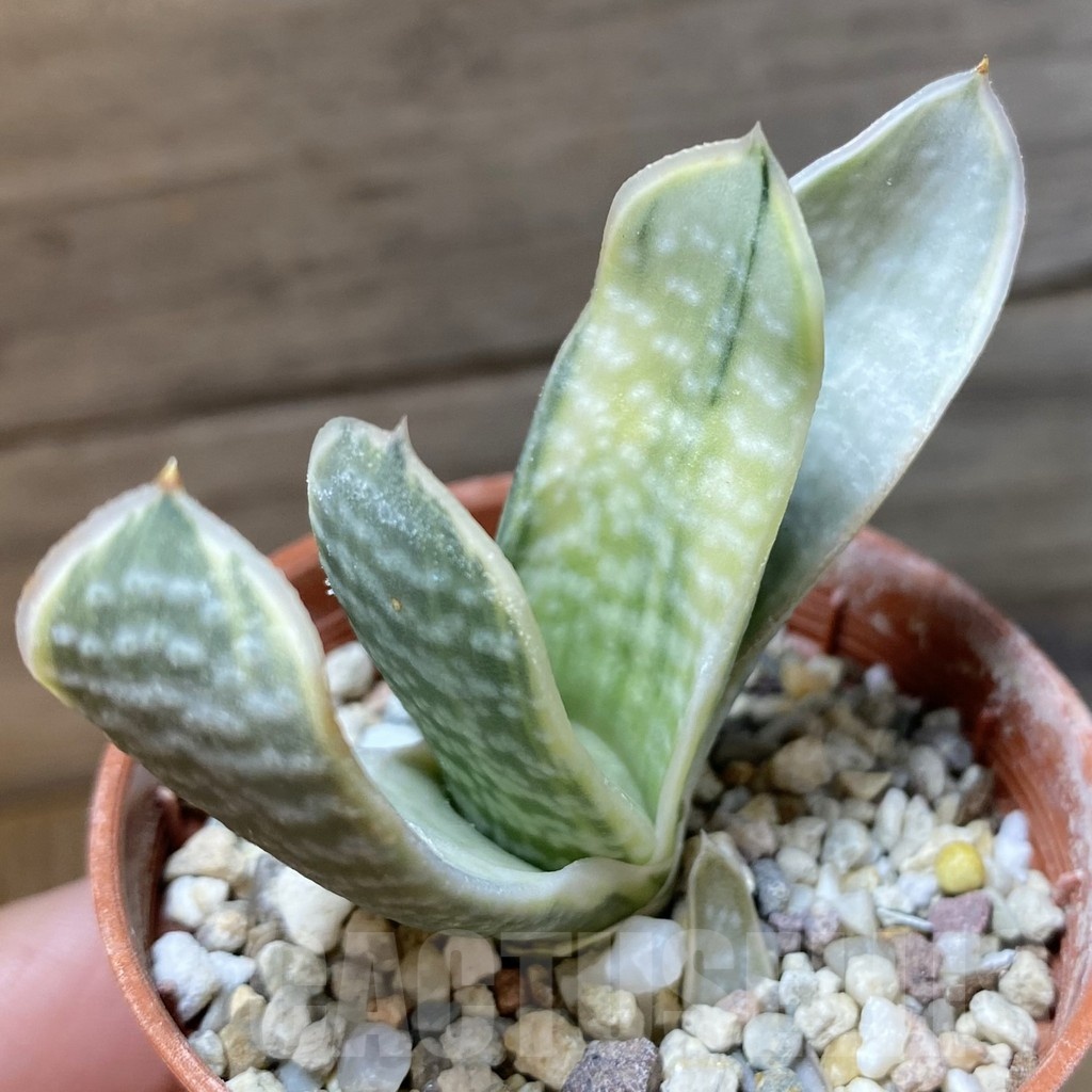 SH23230 Gasteria nigricans f. variegata