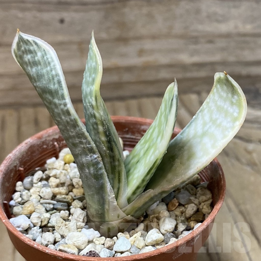 SH23230 Gasteria nigricans f. variegata - Image 2