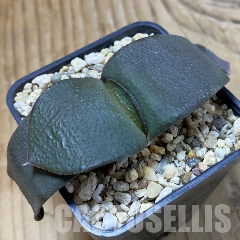SH23231 Gasteria armstrongii