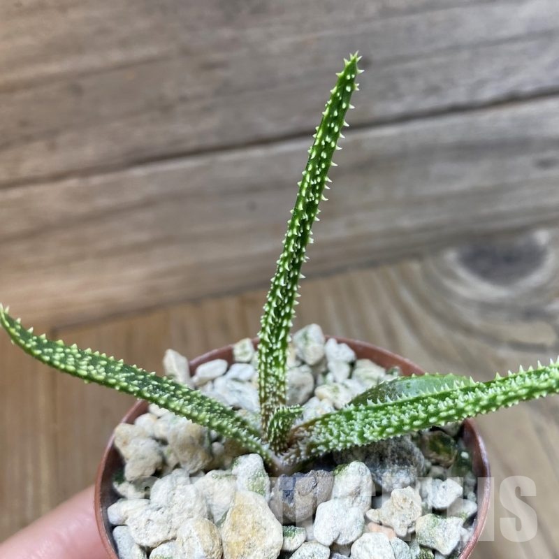 SH23233 Aloe delicatifolia