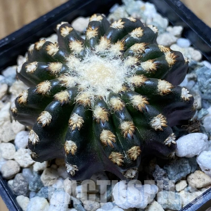 SH23238 Discocactus horstii