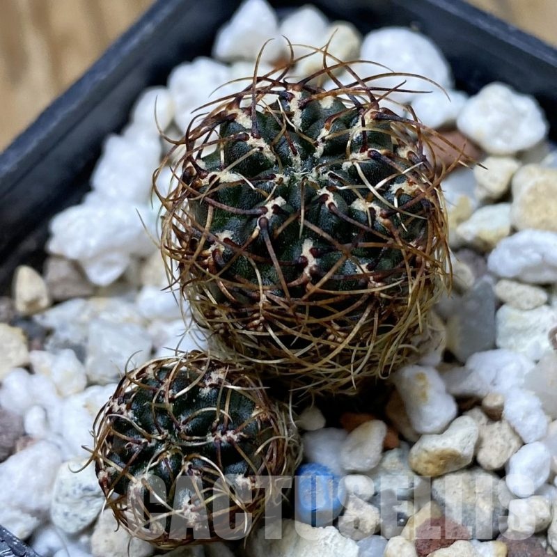 SH23239 Sulcorebutia aff. tarabucoensis
