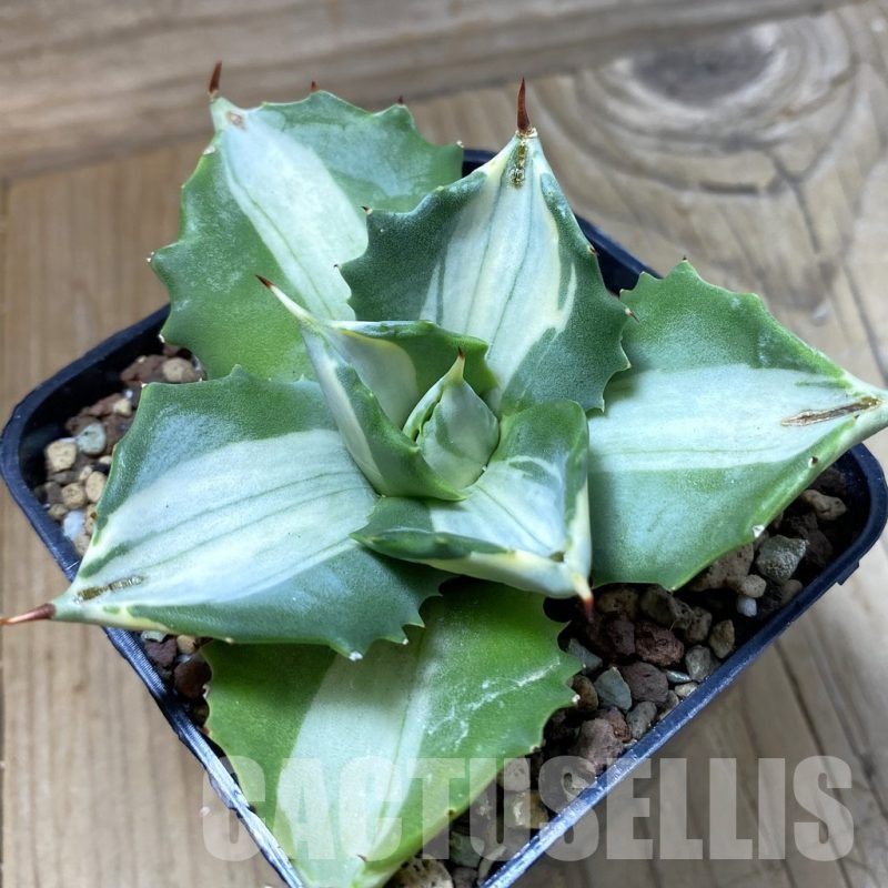 SH23240 Agave isthmensis f. variegata