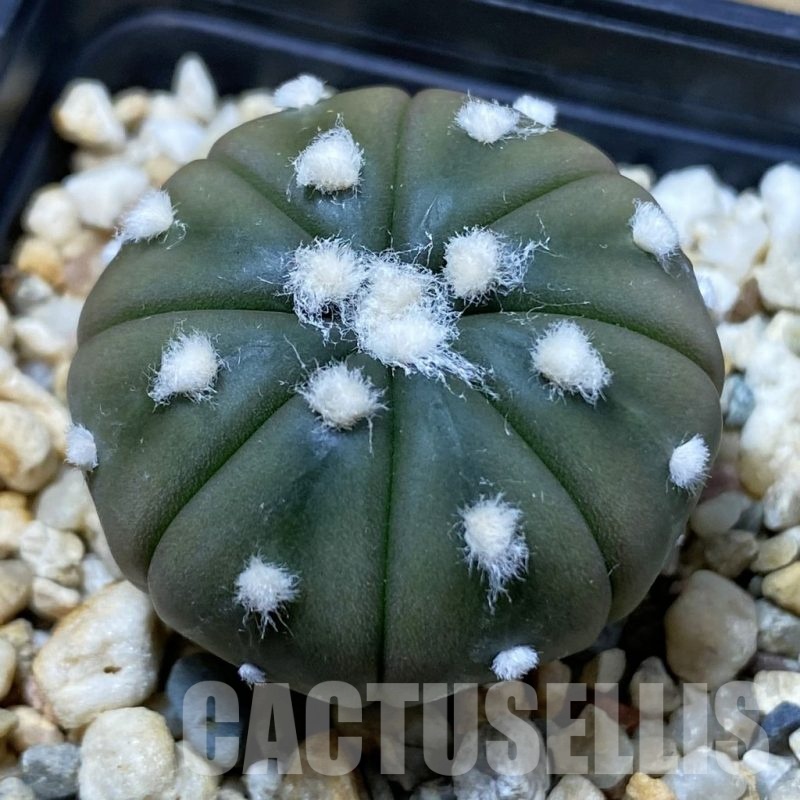 SH23242 Astrophytum asterias 'Ooibo'