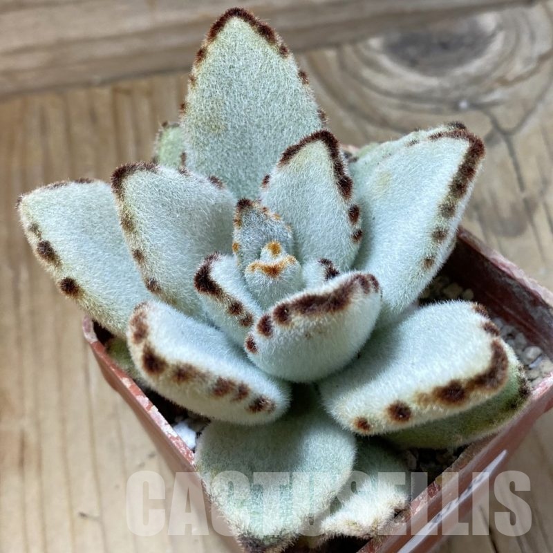 SH23194 Kalanchoe tomentosa
