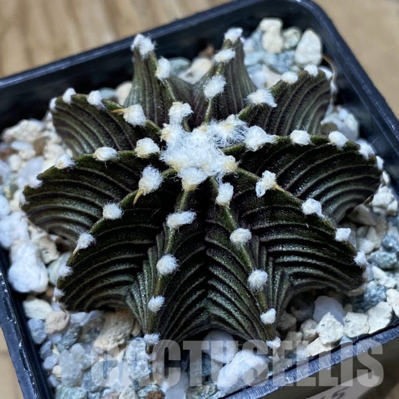 SH23245 Gymnocalycium friedrichii VOS1241