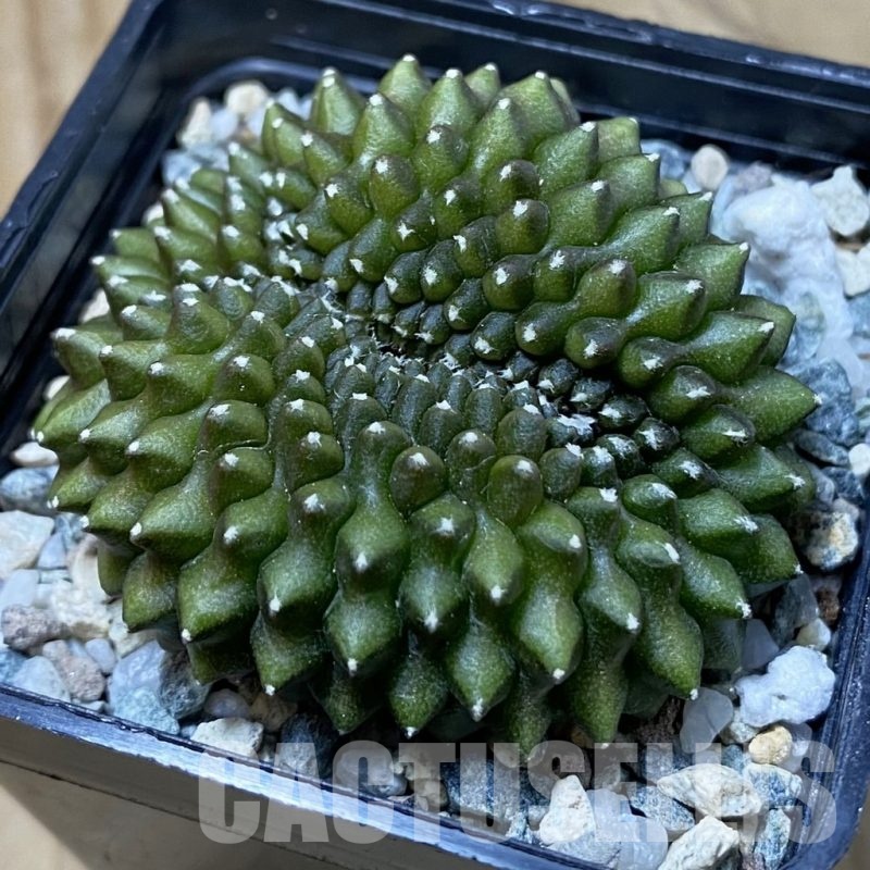 SH23246 Gymnocalycium mihanovichii ‘inermis’ f. cristata