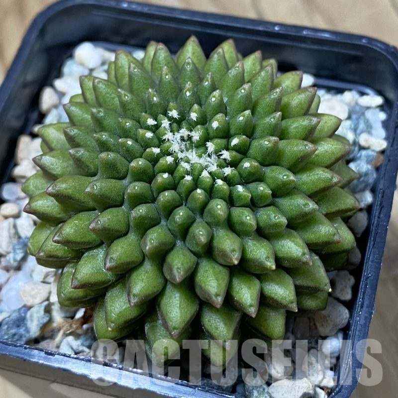 SH23247 Gymnocalycium mihanovichii ‘inermis’