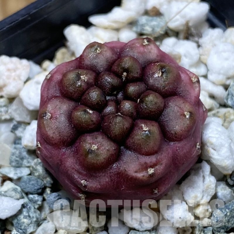 SH23248 Gymnocalycium mihanovichii 'Day Dream', seedling