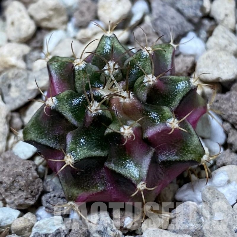 SH23249 Gymnocalycium mihanovichii ‘Bubble Gum’