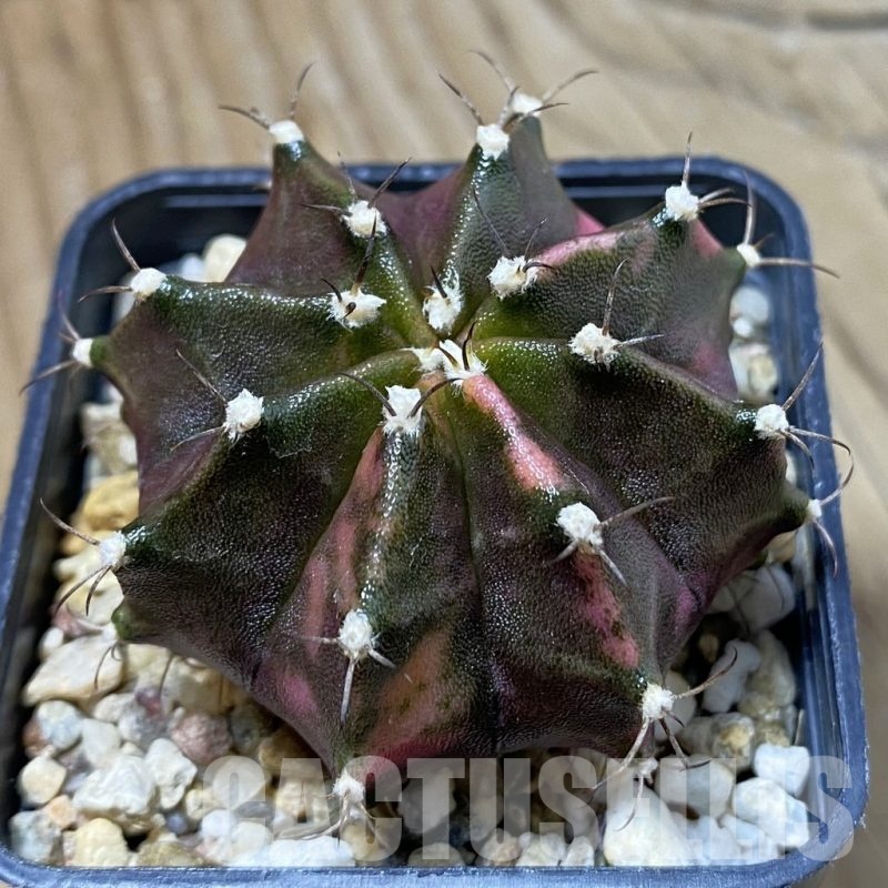 SH23250 Gymnocalycium mihanovichii ‘Black Widow’ x f. variegata